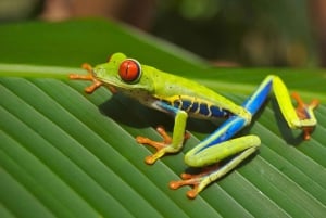 Costa Rica: Guided Nature Hike in Cahuita National Park