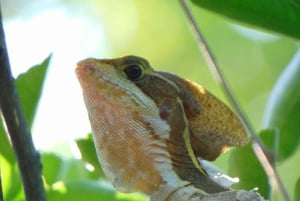 Costa Rica: Guided Nature Hike in Cahuita National Park