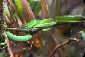 Costa Rica: Guided Nature Hike in Cahuita National Park