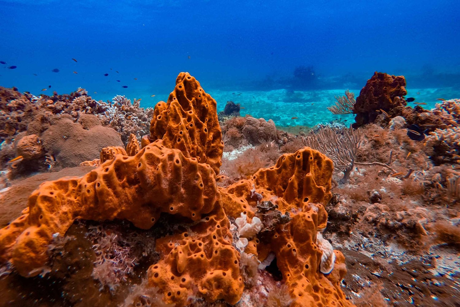 Catamaran snorkeltour & lunch in Cozumel
