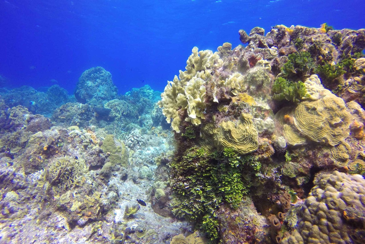 Catamaran snorkeltour & lunch in Cozumel