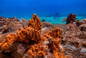 Catamaran snorkeltour & lunch in Cozumel