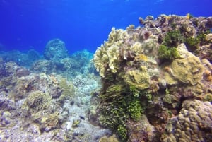 Catamaran snorkeltour & lunch in Cozumel