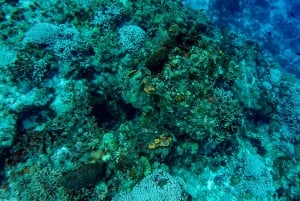 Catamaran snorkeltour & lunch in Cozumel