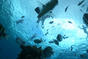 Cozumel: Klar båttur og snorkletur