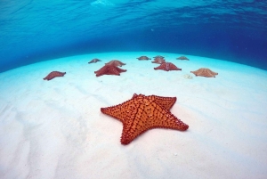 Cozumel : Excursion en bateau à fond transparent et activité de plongée avec tuba