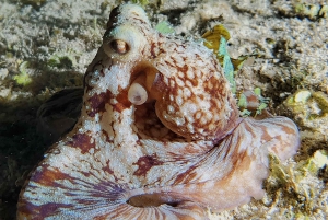 Cozumel: Night Snorkel Adventure