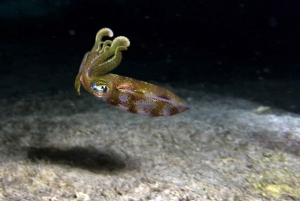 Cozumel: Night Snorkel Adventure