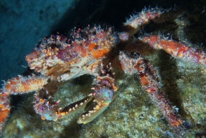 Cozumel: Night Snorkel Adventure
