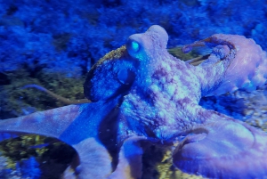 Cozumel: Night Snorkel Adventure