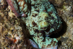Cozumel: Night Snorkel Adventure