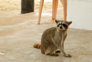 Cozumel Parks: Chankanaab, Punta Sur, San Gervasio+Transport