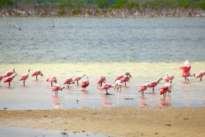 Cozumel Parks: Chankanaab, Punta Sur, San Gervasio+Transport
