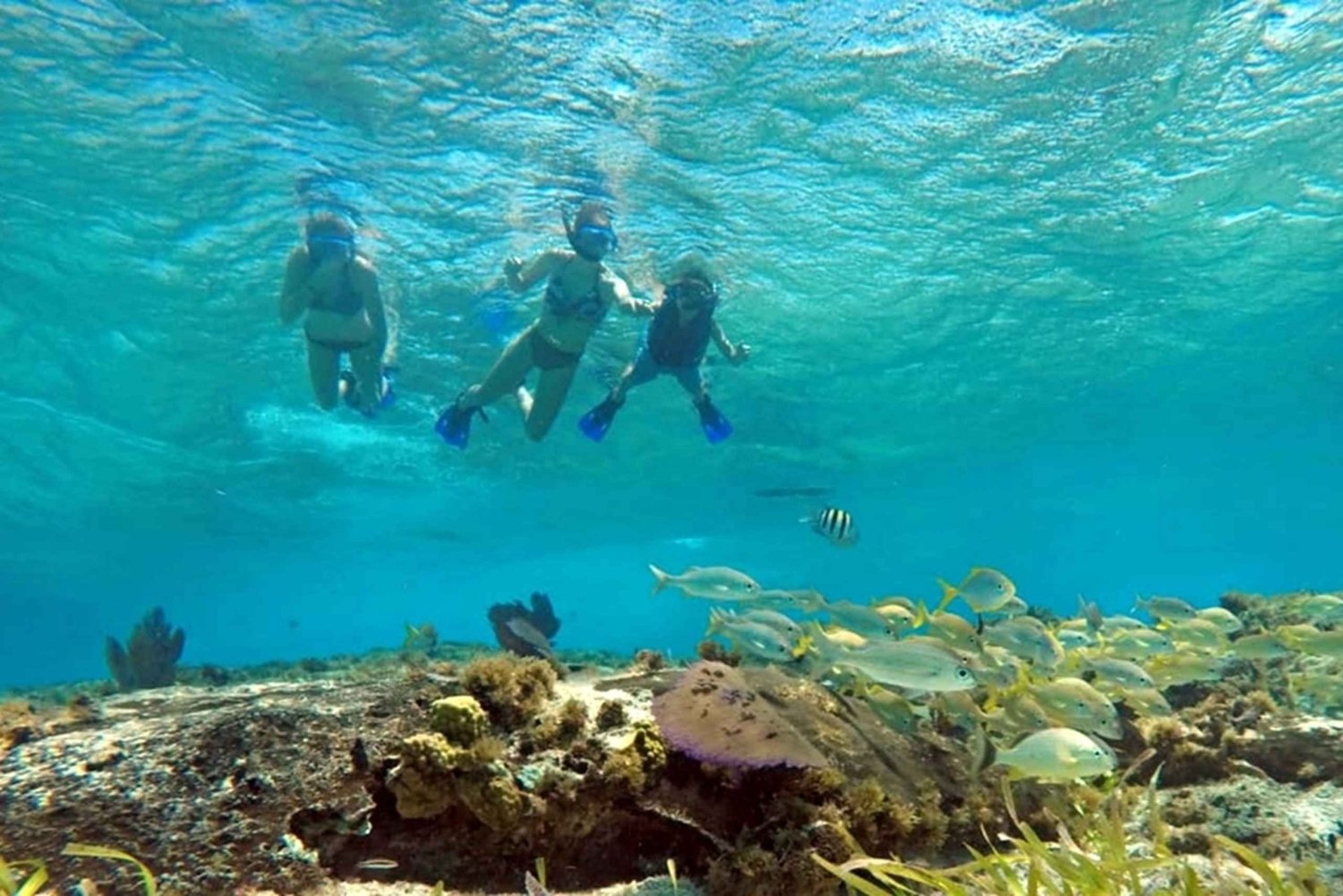 コスメル島：プライベートチャーターボートとシュノーケリングの日帰り旅行