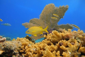 Cozumel : Excursion privée VIP en bateau à fond de verre et plongée en apnée