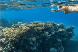 Cozumel: Snorkle-eventyr