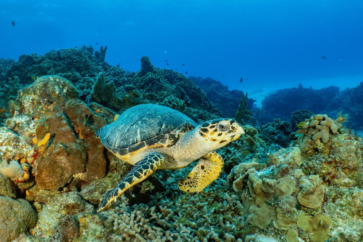 Cozumel: Bådtur med snorkling