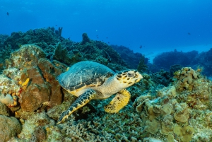 Cozumel: Bådtur med snorkling