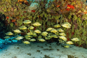Cozumel: Bådtur med snorkling