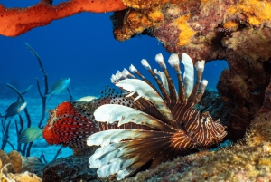Cozumel: Bådtur med snorkling