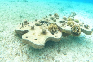 Cozumel: Transparent Boat Tour with Snorkeling and 2 Beers