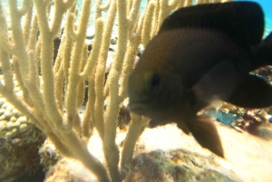 Cozumel: Transparent Boat Tour with Snorkeling and 2 Beers