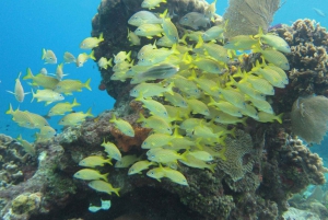 Cozumel: VIP bådtur med glasbund og snorkling ved 3 rev