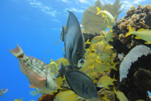 Cozumel: VIP bådtur med glasbund og snorkling ved 3 rev