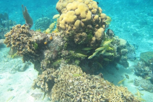 Cozumel: VIP bådtur med glasbund og snorkling ved 3 rev