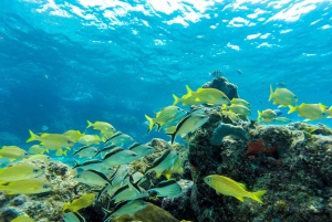 Cozumel: West Coast E-Bike and Snorkeling Tour
