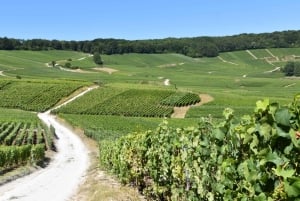 Champagneproeverij met panoramische wandeling door de wijngaarden