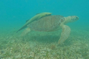 Fajardo: Dagskryssning med katamaran till Palomino Island med lunch