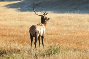 De Banff/Canmore: Tour guiado de um dia pelo Parque Nacional de Banff