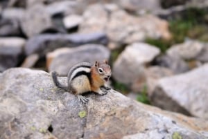 De Banff/Canmore: Tour guiado de um dia pelo Parque Nacional de Banff