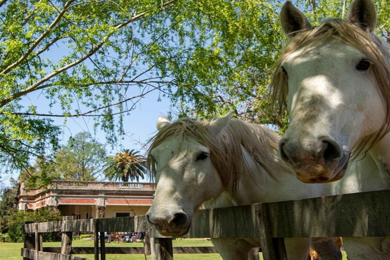 Från Buenos Aires: El Ombú de Areco med transfer