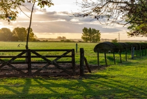 Från Buenos Aires: El Ombú de Areco med transfer