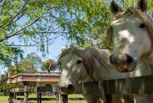 Från Buenos Aires: El Ombú de Areco med transfer