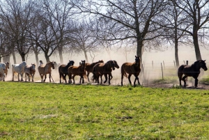 Från Buenos Aires: El Ombú de Areco med transfer