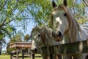 Buenos Airesista: Gaucho ja Ranch Day Tour