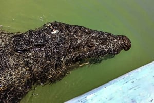 Från Cancún: Dagstur och lunch till Rio Lagartos och Las Coloradas