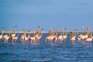 Från Cancún: Dagstur och lunch till Rio Lagartos och Las Coloradas