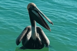 Från Cancún: Dagstur och lunch till Rio Lagartos och Las Coloradas