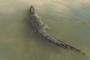 Från Cancún: Dagstur och lunch till Rio Lagartos och Las Coloradas