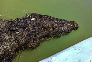 Da Cancún: escursione di un giorno al Rio Lagartos e Las Coloradas e pranzo
