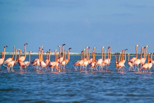 Da Cancún: escursione di un giorno al Rio Lagartos e Las Coloradas e pranzo