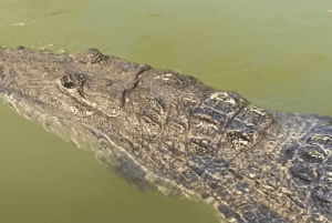Da Cancún: escursione di un giorno al Rio Lagartos e Las Coloradas e pranzo