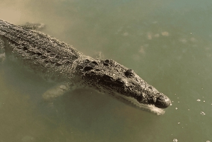 Da Cancún: escursione di un giorno al Rio Lagartos e Las Coloradas e pranzo