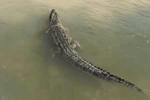 Da Cancún: escursione di un giorno al Rio Lagartos e Las Coloradas e pranzo