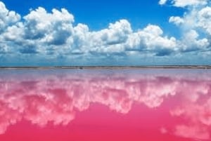 From Cancun: Rio Lagartos y Las Coloradas Tour