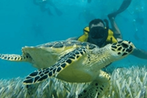 From Cancun: Snorkeling with Turtles Tour